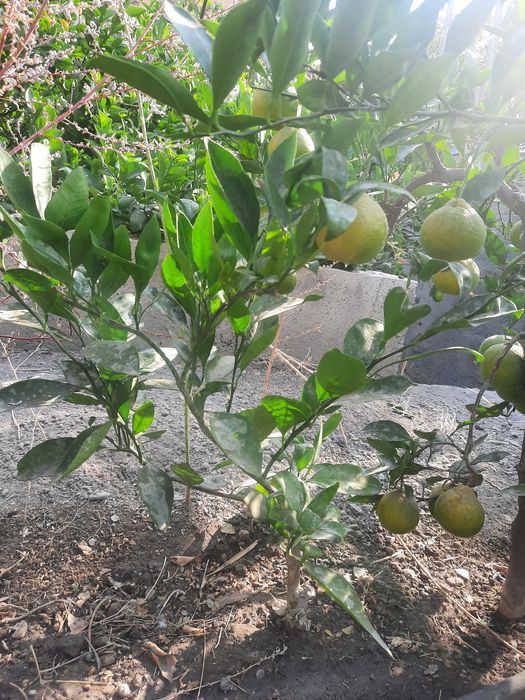 Mandarin va limon ko'chatlari sotiladi