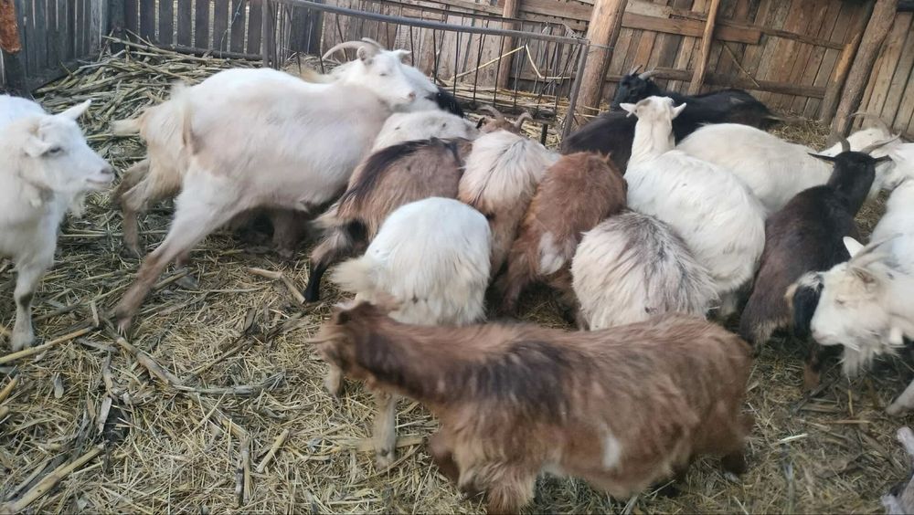 Vand 18 capre si 3 iedite