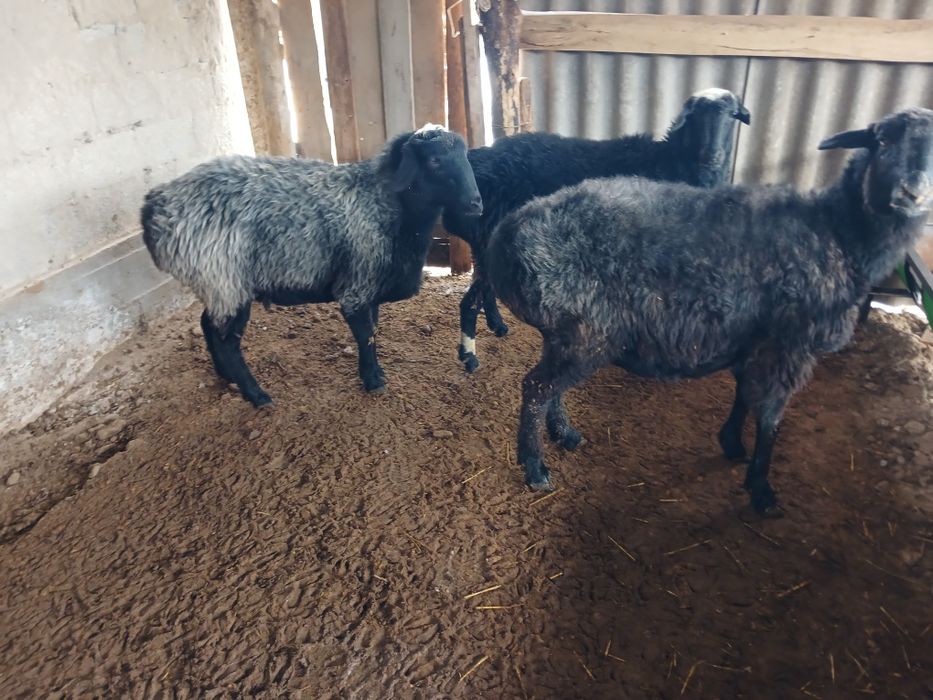 Семіз Саулыктар бар