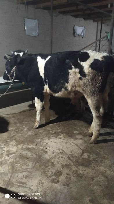 Buqalar sotiladi, 1.5 yosh, 22 mln so'mdan yana kelishiladi.