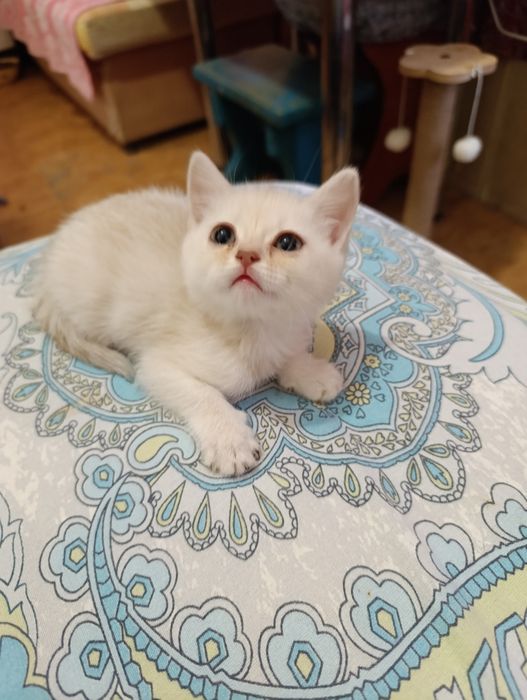 Шотландский котенок