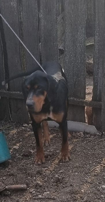 Caine de vânătoare