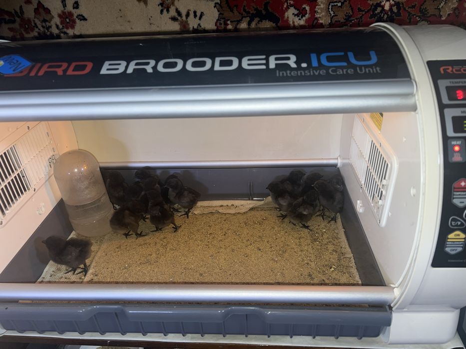 Продам цыплят кур УХЕИЛЮЙ