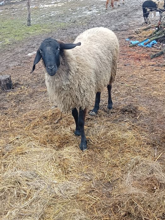 Schimb berbec cu capre