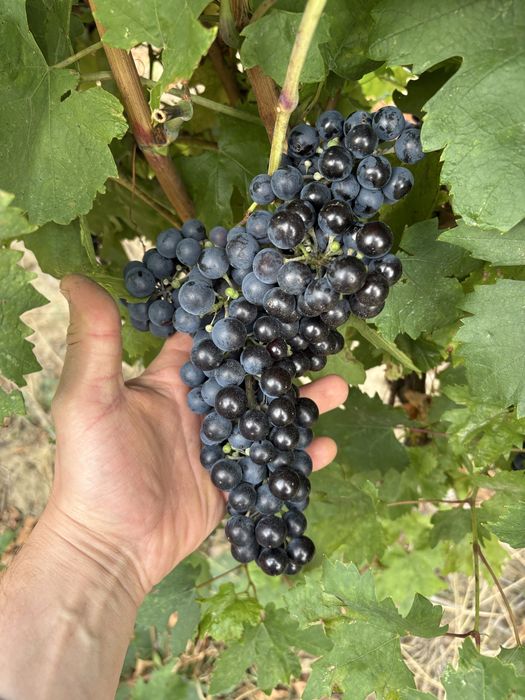 Struguri nobili de vin alb si rosii