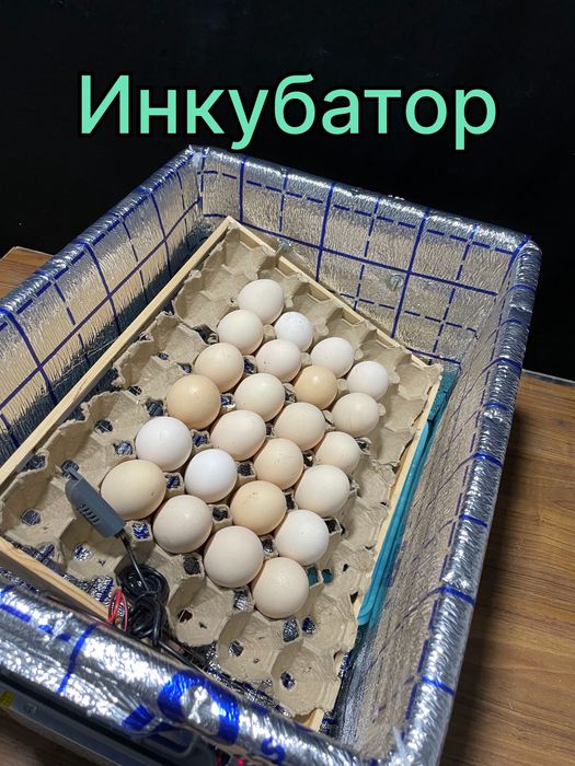 Tuxum uchun Inkubator Avtomat