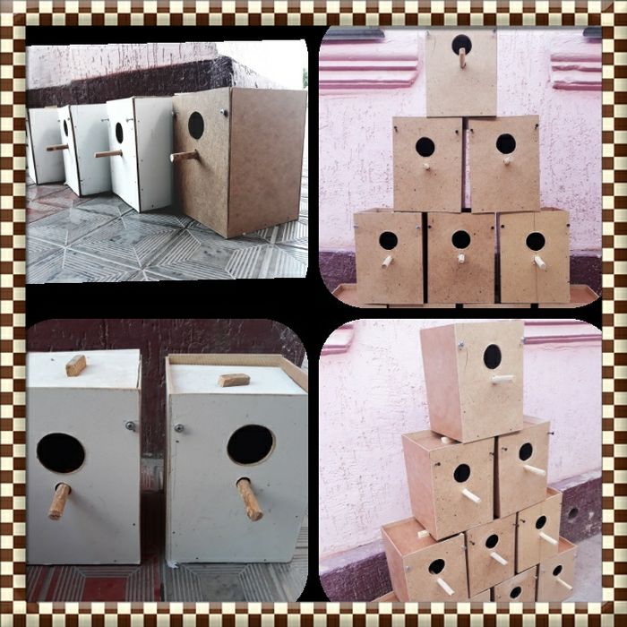 Попугай волнистые