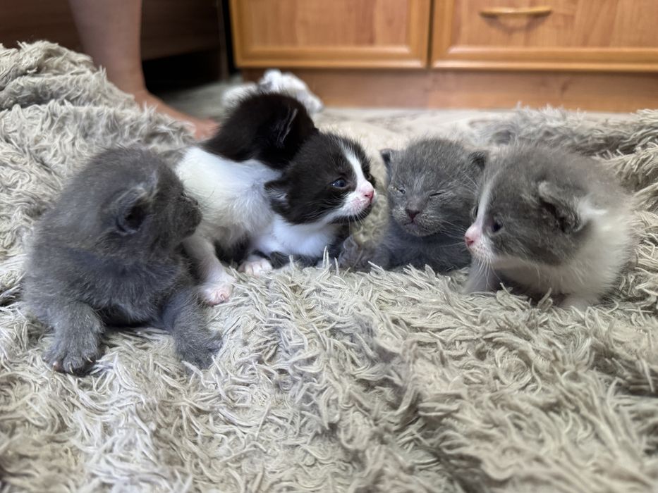 Отдам котят в добрые руки