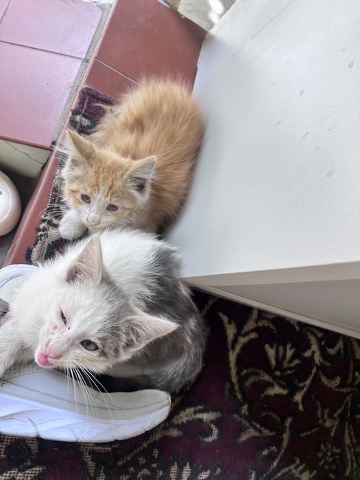 котята мальчики отдам в хорошие руки