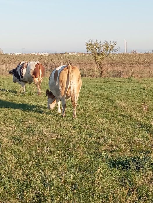 Vacă de vânzare pentru abator