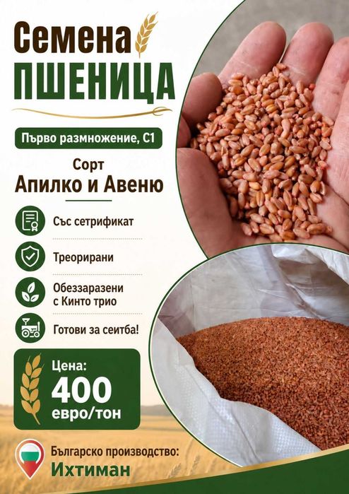 Семена Пшеница Първо размножение Ц1