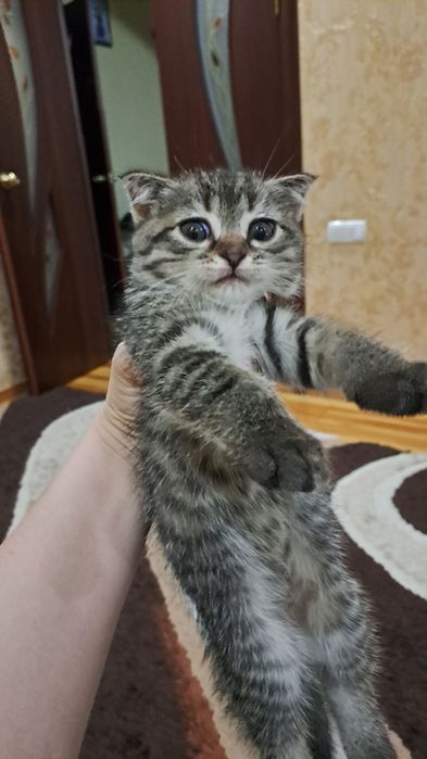 Домашние животные