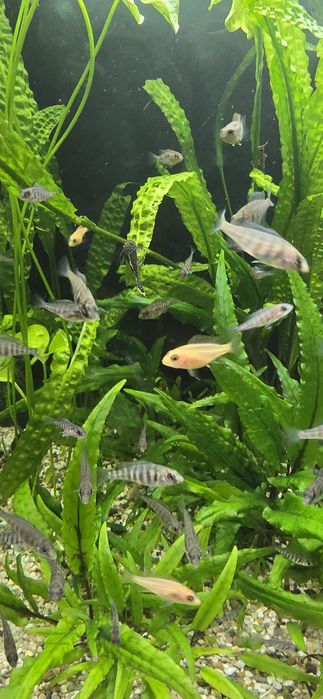 Ciclide africane malawi aulonocara mbuna firefish