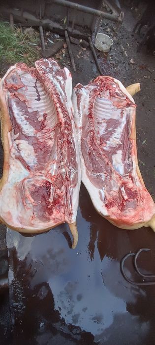 Продам мясо свинина