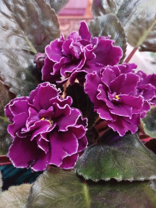 Цветущие фиалки  3000тг