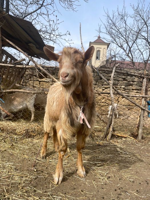 Tap de vanzare, preț negociabil