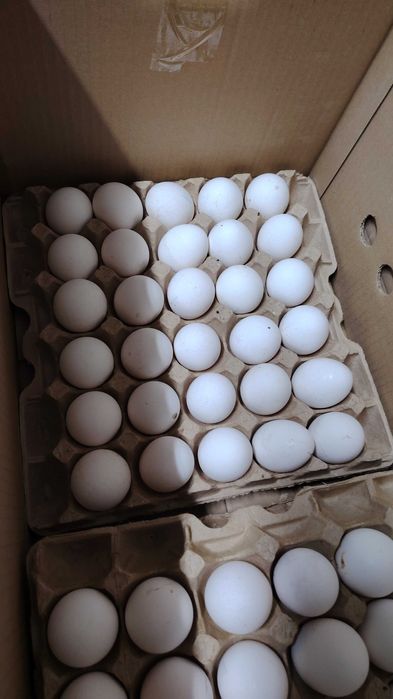 Инкубационное яйцо