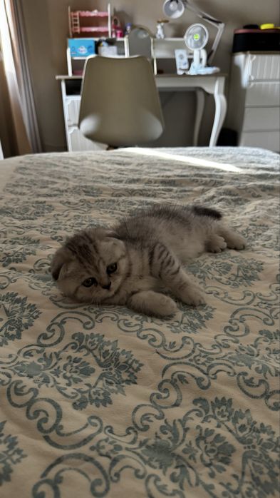 шотландская вислоухая кошка