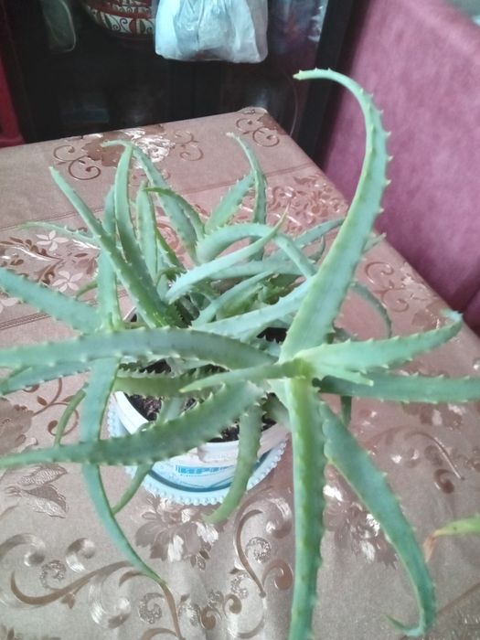 Продам алое лечебный