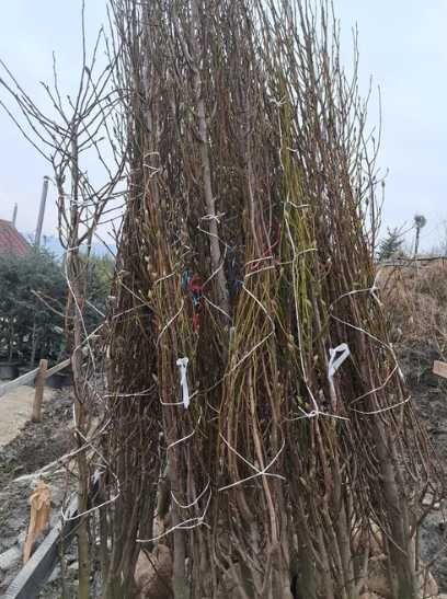 Arbori Mesteacăn / Tei pentru Amenajări Naturale