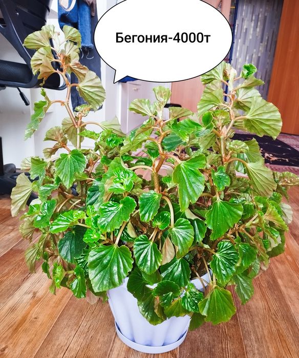 Продам комнатные растения