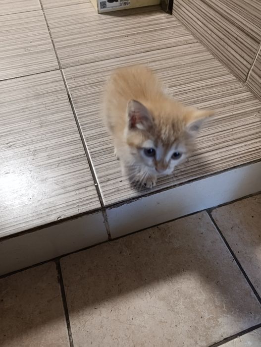 Отдам двух котят бесплатно