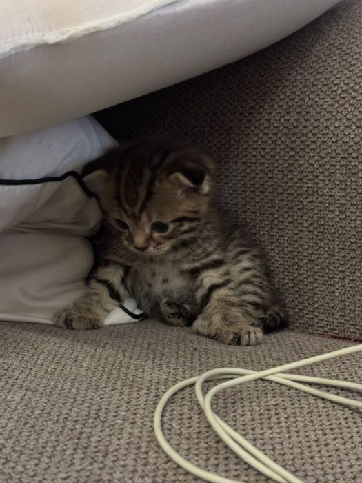 вислоух котик( мальчик 1 месяц)