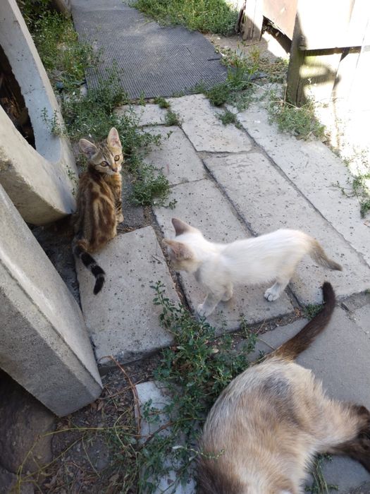 Отдам даром замечательных котят