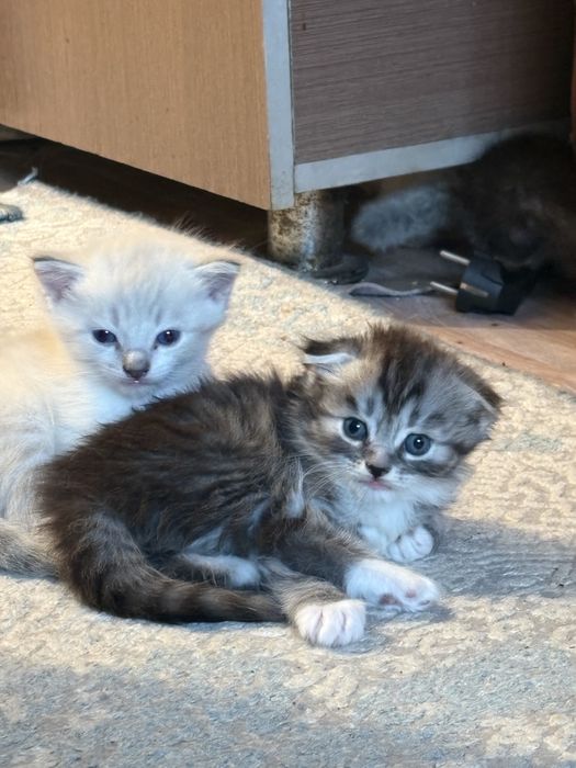 Продается кошки цена 10 тыс