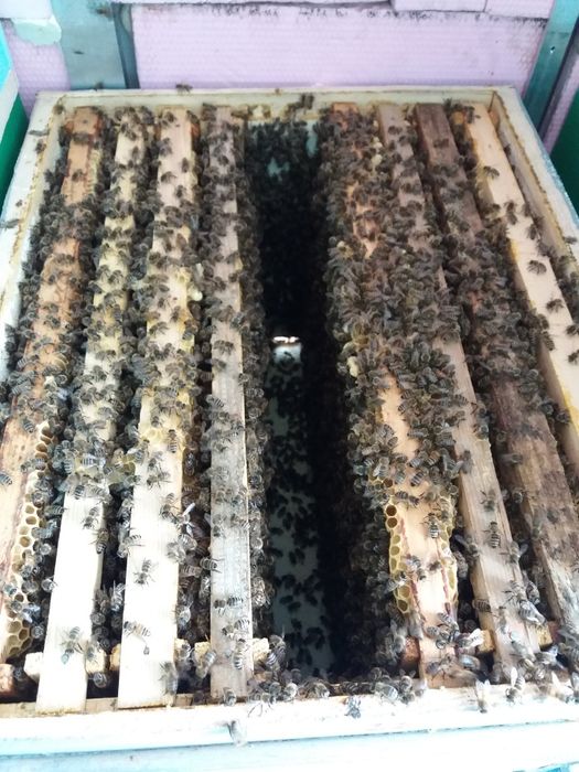 Primesc comenzi pentru regine mătci albine