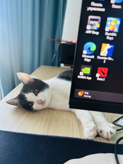 Отдам кота в хорошие руки