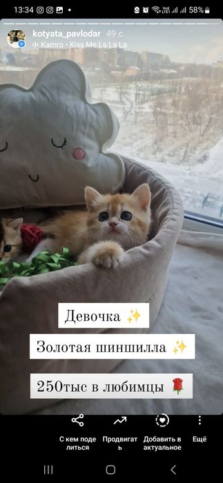 Золотые шиншиллята Российские крови