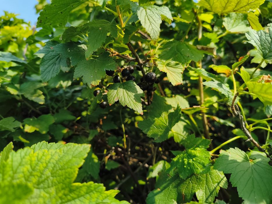 Продам дачу возле красных бочек