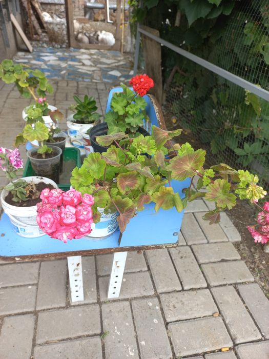 Продам красивые пеларгонии