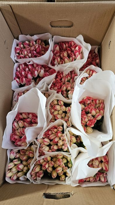 Голландские Тюльпаны к Наурызу!