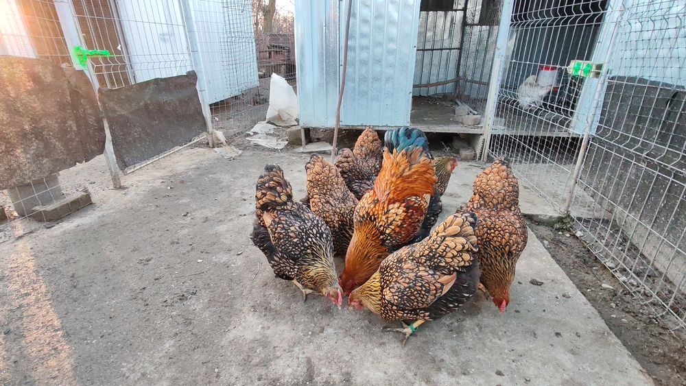 Ouă pt incubat wyandotte GSG