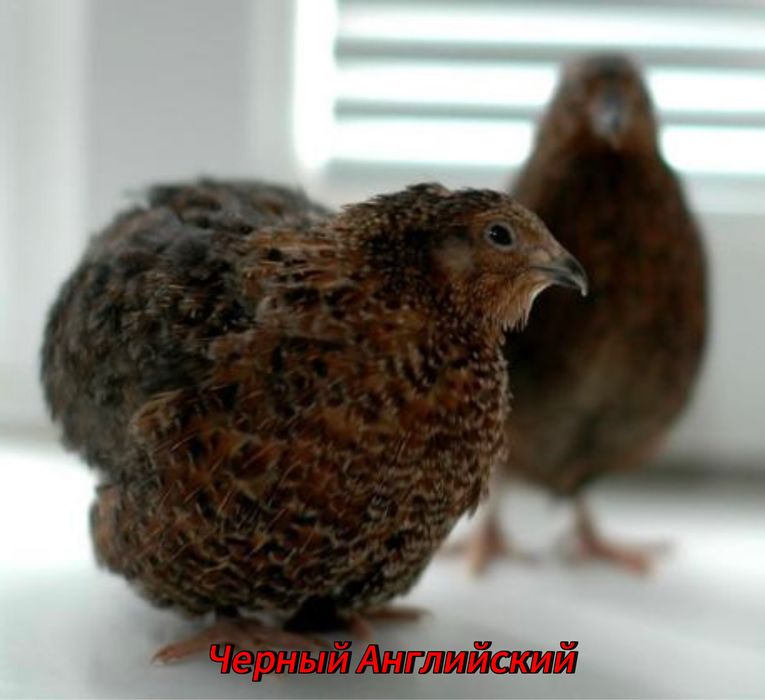 Инкубационные яица перепел