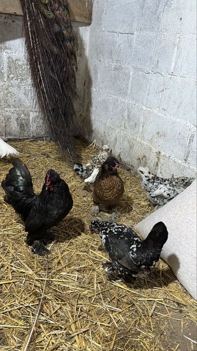 Карликовые бентамки куры