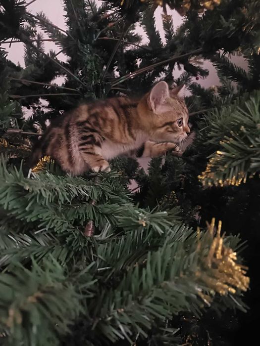 Отдам котенка в добрые руки