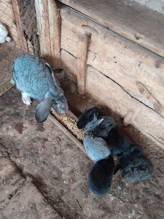 Продам кроликов по 1000т