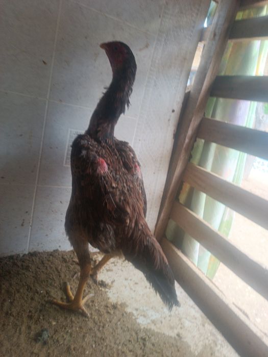 Dakan tovuq bedana par