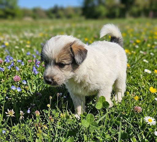 Подарявам кученца