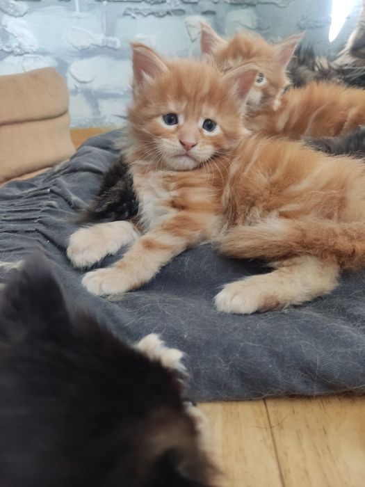 Продам котят породы Мейн -кун