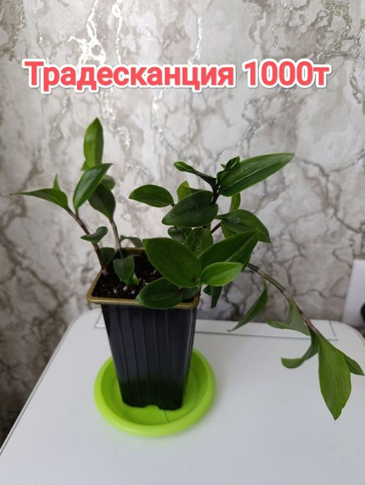 Комнатные растения кжби
