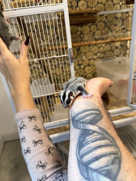 Vand  veverite sugar glider