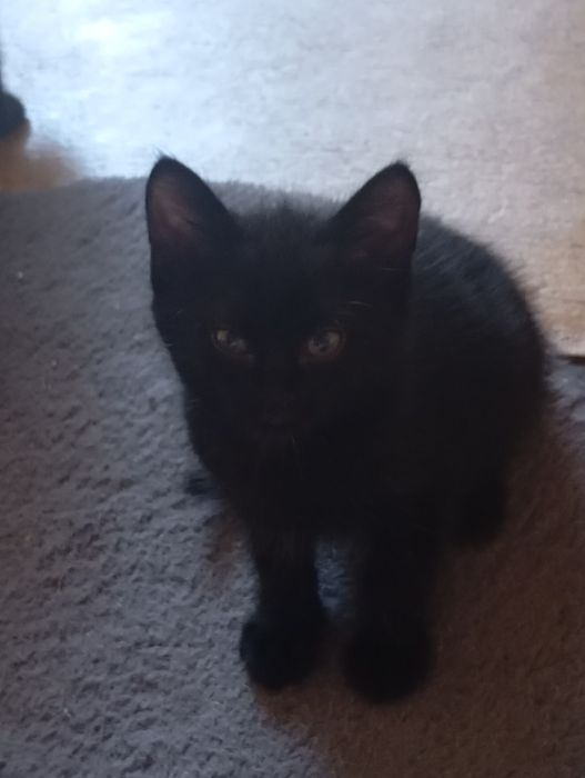 Отдам в добрые руки котят