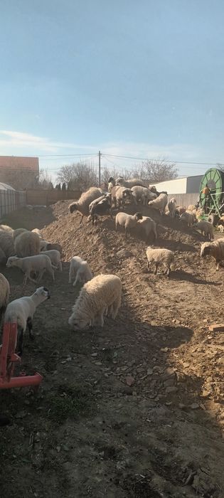 Miei crescuti ecologic