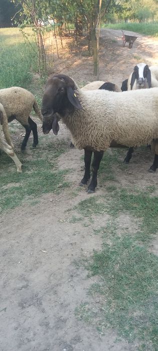 Berbeci de vânzare