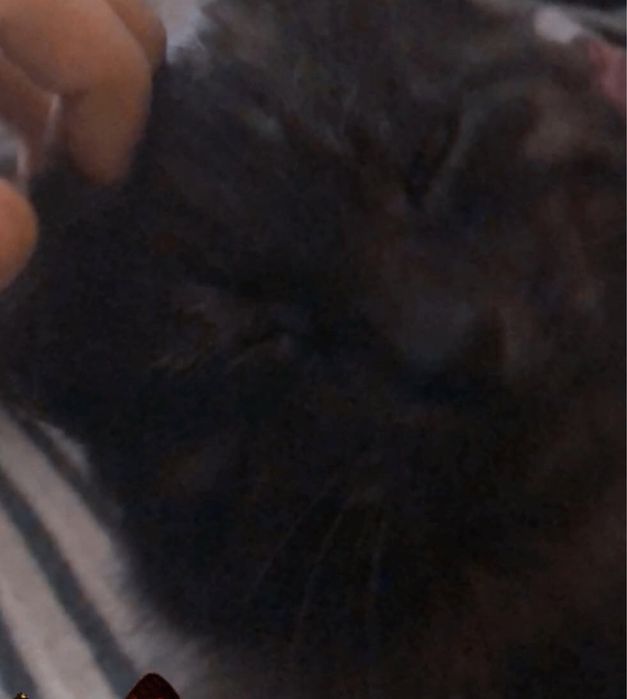 отдам кота в добрые руки кот кастрирован