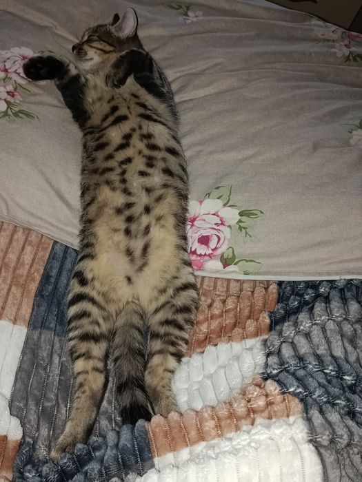 Бесплатно котёнок